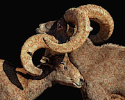 Full Curl Photograph by Mary Hone