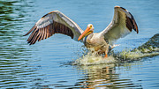 Full Flaps Photograph by Brad Bellisle Full Flaps Photograph by Brad Bellisle