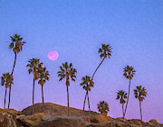 Full Moon and Palm Trees at the Beach Photograph by Lindsay Thomson