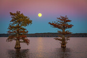 Full Moon at Caddo Lake Photograph by Damon Shaw