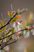 Full of Spring Photograph by Linda Bonaccorsi