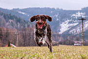 Fun face. Hound- Bohemian Wire Haired Pointing Griffon Photograph by Vaclav Sonnek