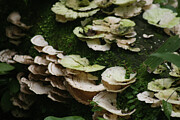 Fungus amoung us Photograph by Laurie Lago Rispoli