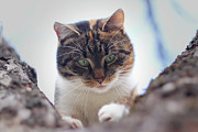 Funny animal head. Suprised face of felis catus domesticus who sits on cherry tree and look down. Soft light. Colored animal head with green eyes. Expression as what the hell is it Photograph by Vaclav Sonnek Funny animal head. Suprised face of felis catus domesticus who sits on cherry tree and look down. Soft light. Colored animal head with green eyes. Expression as what the hell is it Photograph by Vaclav Sonnek