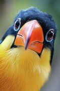 Funny Toucan Bird Portrait Digital Art by Matthias Hauser