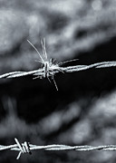 Fur on the Fence Photograph by Charles Floyd Fur on the Fence Photograph by Charles Floyd