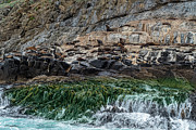 Fur Seals on The Friars, Bruny Island, Tasmania, Australia Photograph by Frank Lee Fur Seals on The Friars, Bruny Island, Tasmania, Australia Photograph by Frank Lee