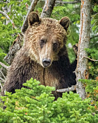 Fuzzy Photograph by Brad Bellisle