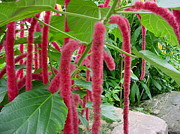 Fuzzy Red Flowers Photograph by Russ Orlando