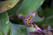 Closeup of a caterpillar in a garden with long setae hairs on a green dewdrop-covered leaf. Photograph by Brigitte Blanchette Thompson Closeup of a caterpillar in a garden with long setae hairs on a green dewdrop-covered leaf. Photograph by Brigitte Blanchette Thompson