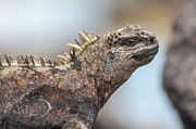 Galapagos Marine Iguana close shot Photograph by Henri Leduc