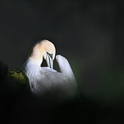 Gannet Photograph by Janet Burdon