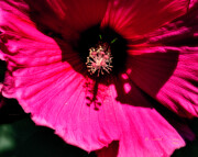 Garden Flower 1 Photograph by Ed Peterson