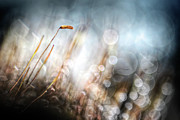 Garden Moss Photograph by Ursula Abresch Garden Moss Photograph by Ursula Abresch