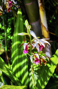Garden orchids under filtered light Photograph by Tatiana Travelways Garden orchids under filtered light Photograph by Tatiana Travelways