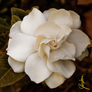 Gardenia III Teastain Painting by Jackie Medow-Jacobson