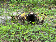 Gather round Photograph by Doreen Rosselli Gather round Photograph by Doreen Rosselli