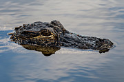 Gator Head Photograph by Bradford Martin
