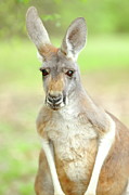 G'Day Mate Photograph by Lens Art Photography By Larry Trager