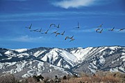 Geese In Flight Photograph by David Desautel Geese In Flight Photograph by David Desautel