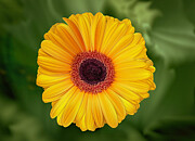 Gerbera Daisy Abstract Digital Art by William Gunn Gerbera Daisy Abstract Digital Art by William Gunn