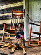 German Shepherd on porch  Photograph by Stephen Dorton
