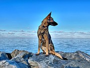 German Shepherd on the rocks Photograph by Stephen Dorton