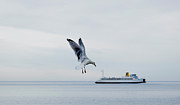 Giant Seagull Attacks Ferry Photograph by Debra Banks