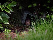 Gimme Shelter #1 Photograph by Matthew Adelman