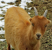Ginger Photograph by Doug Miller