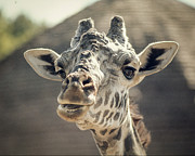 Giraffe Photograph by Jim Mathis