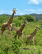 Giraffe Trio Photograph by Leslie Struxness