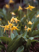 Yeti Photography - Glacier lilies Photograph by David Jennings