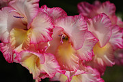 Gladiolus Flowers Display Photograph by Joy Watson