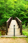 Glastenbury Wilderness Bridge with Spring Green 5 Photograph by Raymond Salani III