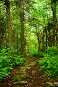 Glastenbury Wilderness Spring Green 5 Photograph by Raymond Salani III