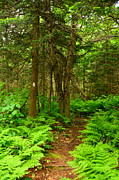 Glastenbury Wilderness Spring Green 6 Photograph by Raymond Salani III Glastenbury Wilderness Spring Green 6 Photograph by Raymond Salani III