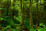 Glastenbury Wilderness Spring Green 7 Photograph by Raymond Salani III Glastenbury Wilderness Spring Green 7 Photograph by Raymond Salani III