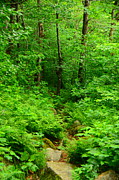 Glastenbury Wilderness Spring Green 9 Photograph by Raymond Salani III