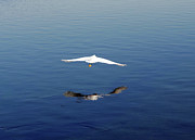 Glidepath Photograph by Joe Schofield Glidepath Photograph by Joe Schofield