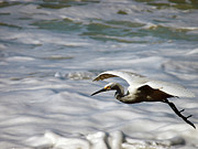 Gliding Snowy Egret Photograph by Joe Schofield