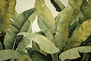 Glimpse into the Tropics - Banana Trees Paintings Painting by Lourry Legarde