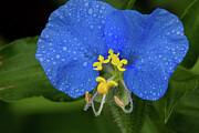 Dew-Kissed Blue Dayflower at McKinney Falls State Park Photograph by Brigitte Blanchette Thompson Dew-Kissed Blue Dayflower at McKinney Falls State Park Photograph by Brigitte Blanchette Thompson