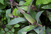 Glistening Jewels - Dewdrops Adorn the Leaves of Purple Heart Plants Photograph by Brigitte Blanchette Thompson Glistening Jewels - Dewdrops Adorn the Leaves of Purple Heart Plants Photograph by Brigitte Blanchette Thompson
