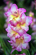 Glorious Gladiolus Photograph by Amy Dundon