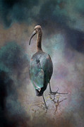 Glossy Ibis 006A Photograph by Sally Fuller