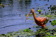 Glossy Ibis Waterfront Stroll Photograph by William D Briscoe