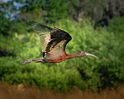 Glossy Ibis in Fight at Sunset Photograph by Mark Andrew Thomas