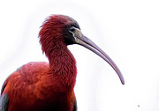 Glossy Ibis Portrait at Ocean City Rookery Photograph by Linda Stern Glossy Ibis Portrait at Ocean City Rookery Photograph by Linda Stern
