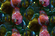 Glow in the Dark Tropical Discus Fish  Mixed Media by Shelli Fitzpatrick